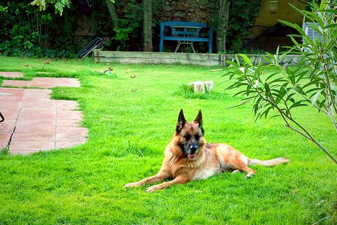 Dog relaxing in the fenced garden of Mas Santa Caterina