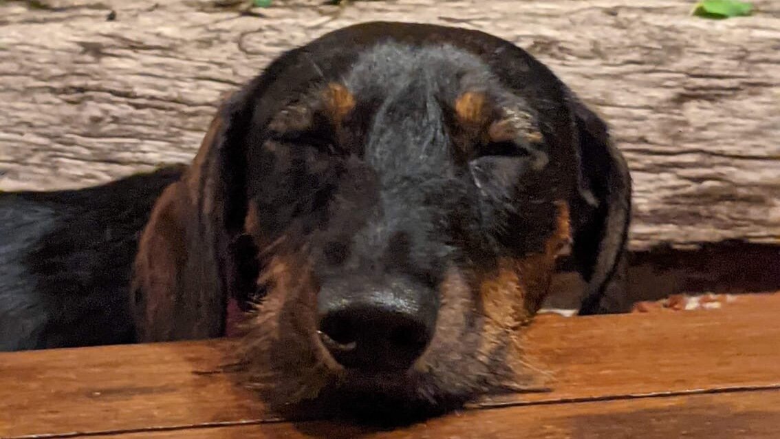 Dog at Mas Santa Caterina